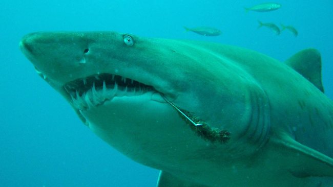 Grey Nurse Shark Attacks Spearo