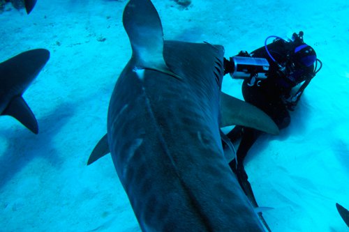She's 18 and a shark crusader