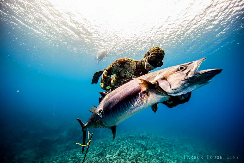 2016 Australian Bluewater Freediving Classic