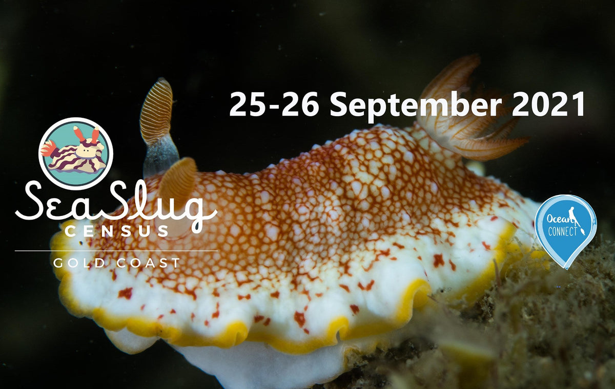 Gold Coast Sea Slug Census – Get Involved In Real Science!