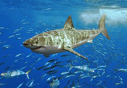 1770's 4m Great White