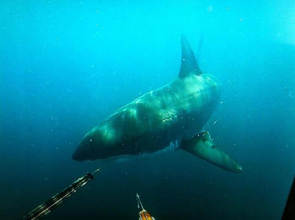 WA Great White - Two Spearos Have a Close Encounter
