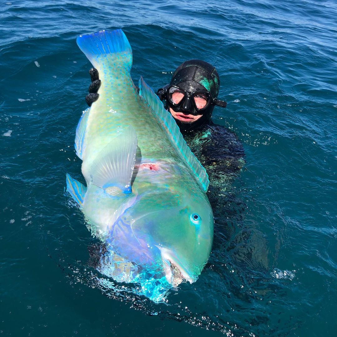 Black Spot Tuskfish Spearfishing Guide