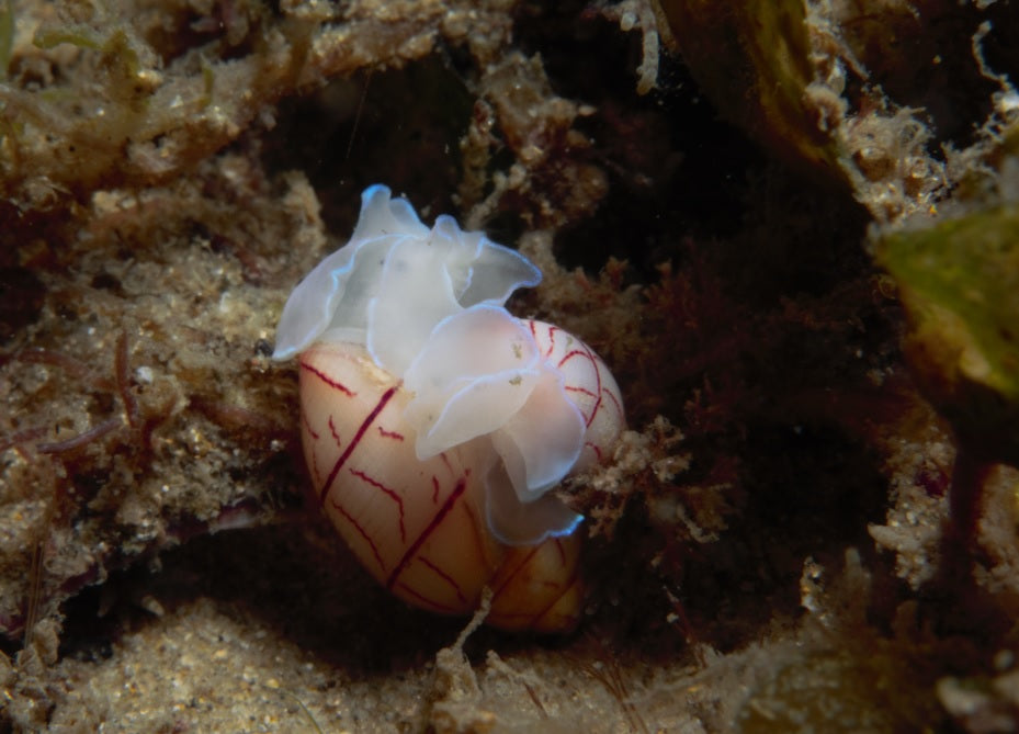 Annual Gold Coast Sea Slug Census Wrap Up 2