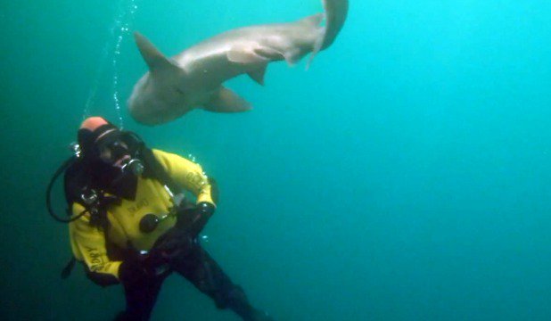 Shark Had Diver's Head in It's Jaws!