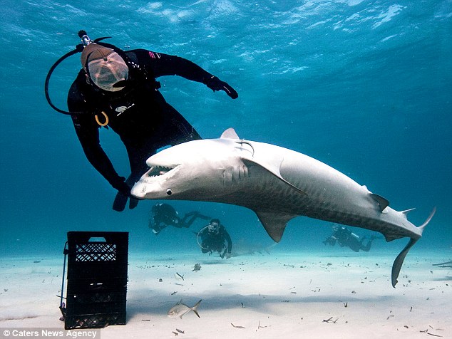 Play-time With Tiger Sharks