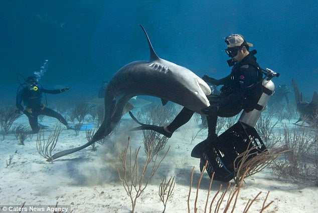 Come and hang out with Sarah Shark! - Free Event