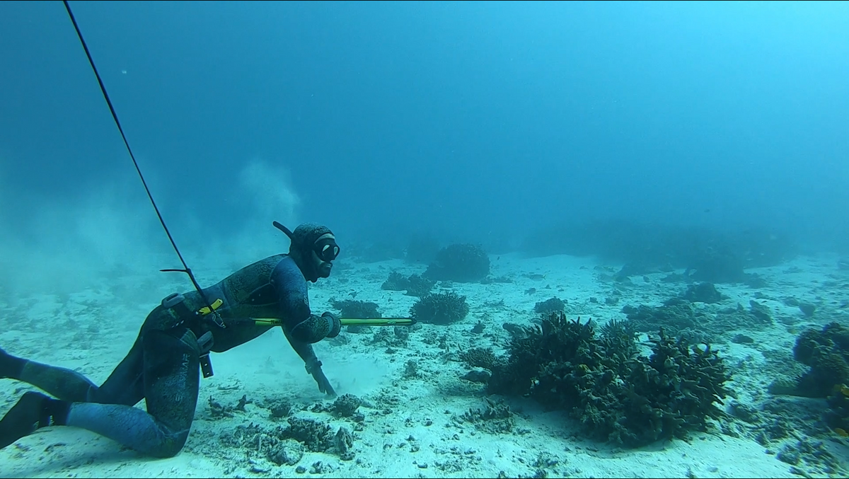 Spearfishing & Diving. 