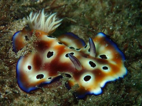 3rd Gold Coast Sea Slug Census Wrap-up