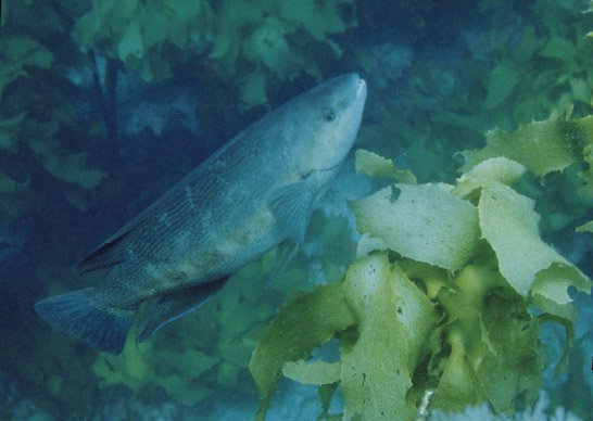 Butterfish in the spotlight