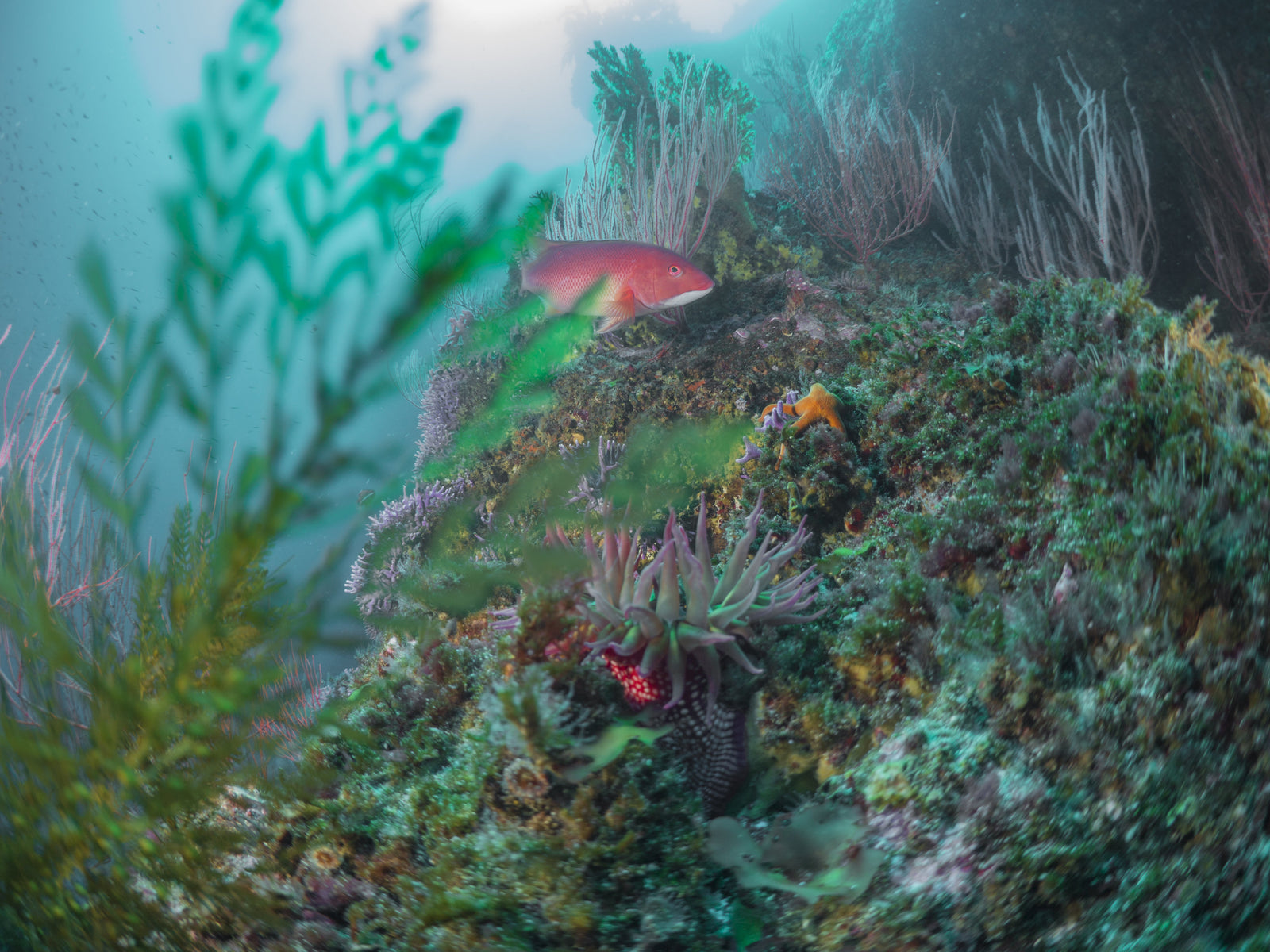 Farnsworth Bank - Catalina Island, California