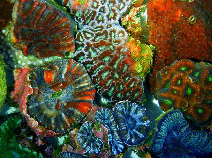 Colourful coral could light the way to cancer cure
