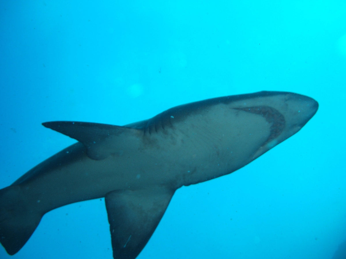 Sharks