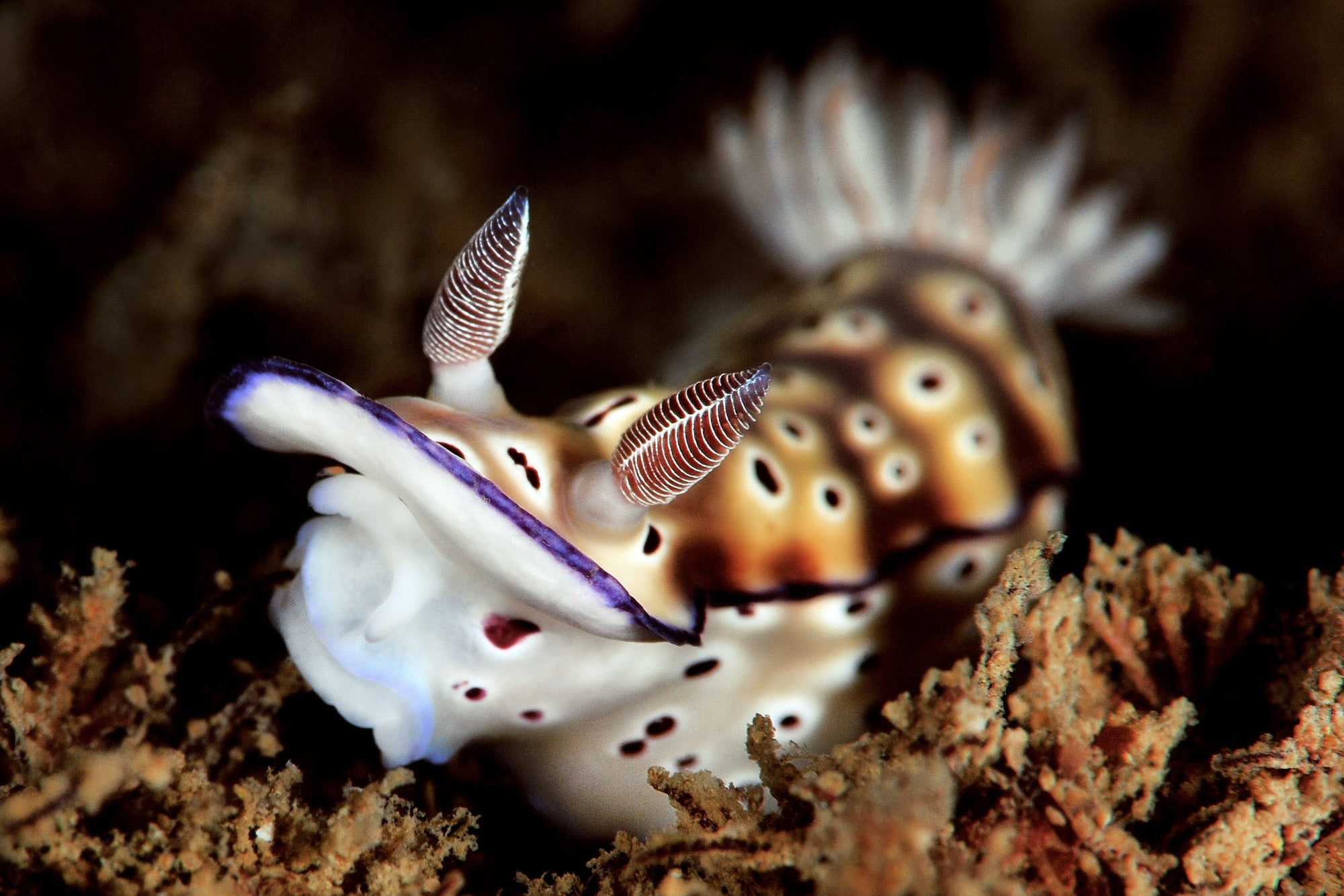 Third Gold Coast Sea Slug Census – This Year The Search Continues!