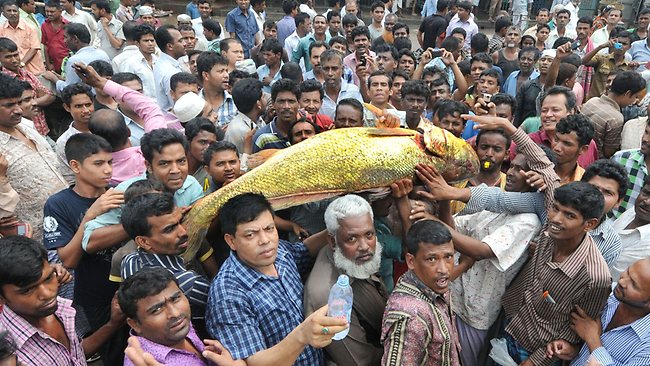 Rare golden snapper sells for nearly $37,000