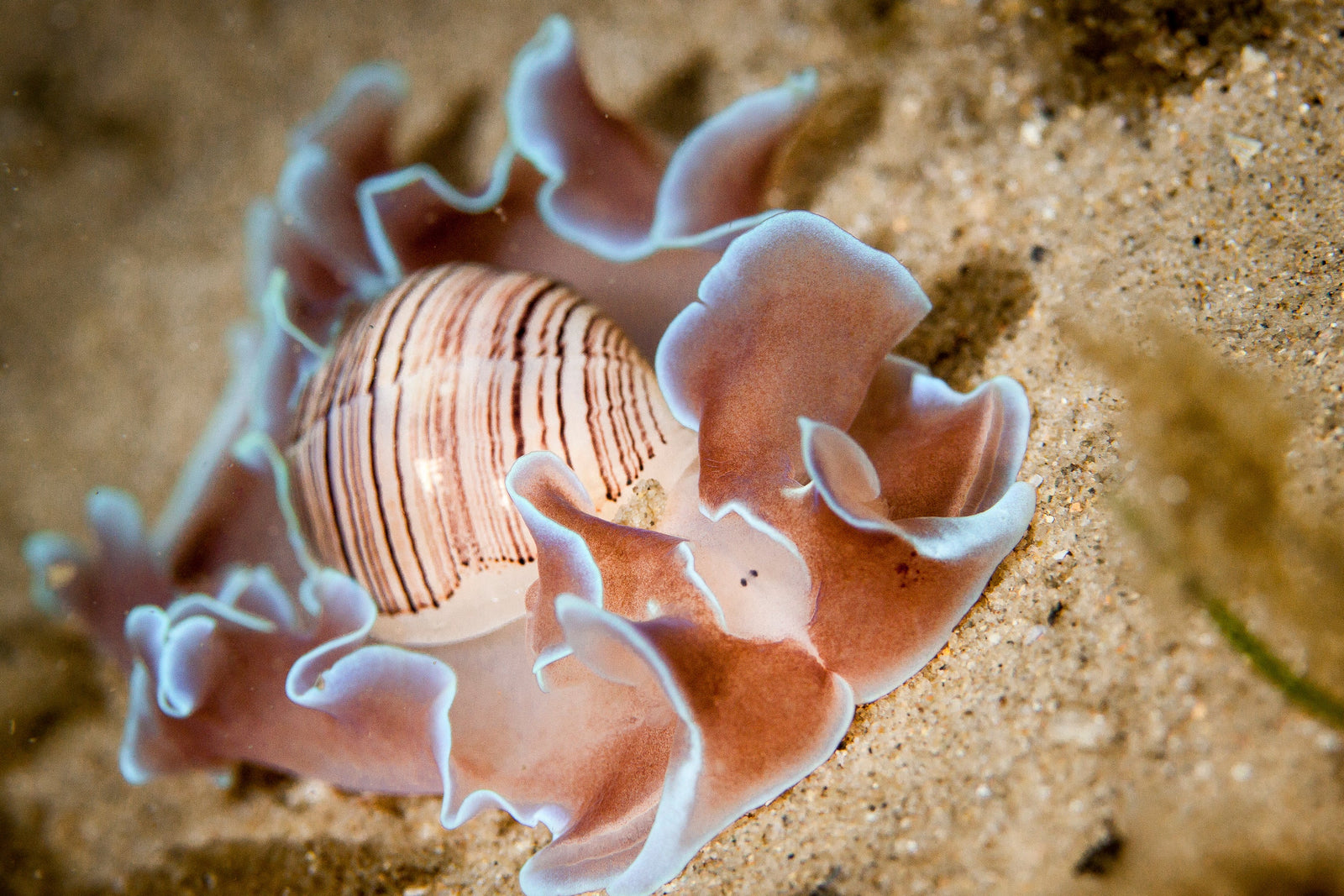 Annual Gold Coast Sea Slug Census