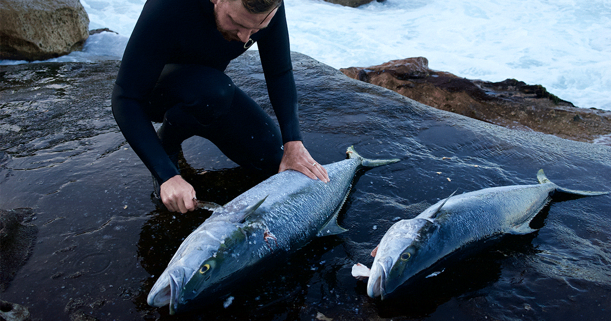 Spearing Yellowtail Kingfish