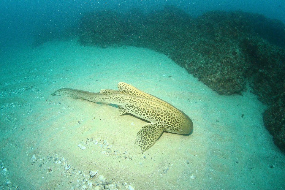 Diving North Stradbroke Island