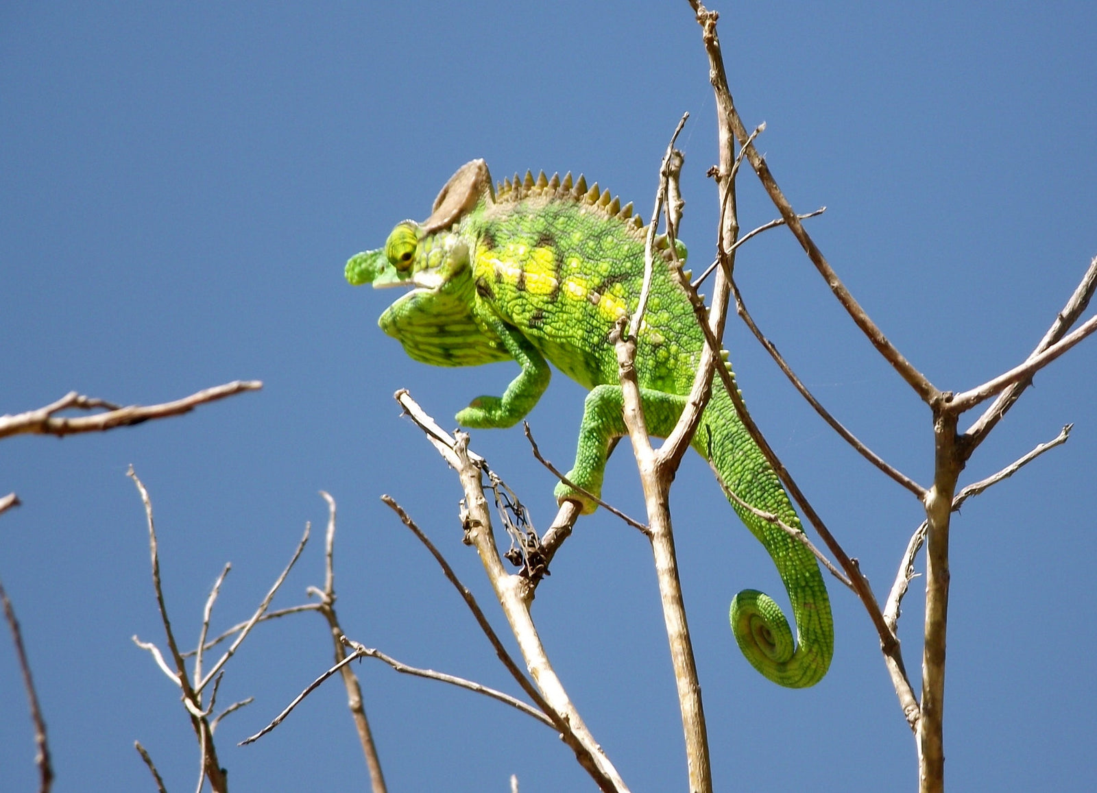 Reefdoctors active in Madagascar