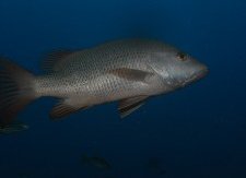 Mangrove Jack speared