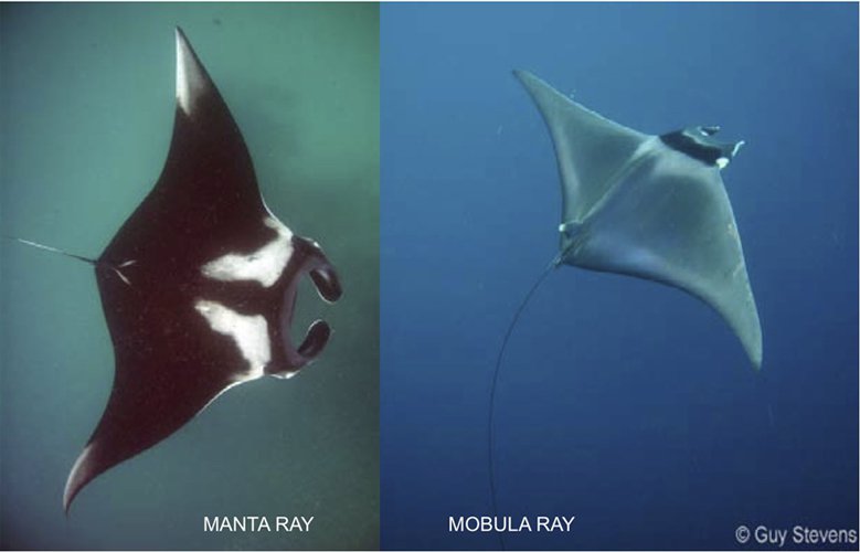 Urgent call: report your Manta sightings before July 1!