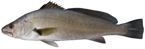 BIG 5 SPECIES PROFILE: Mulloway