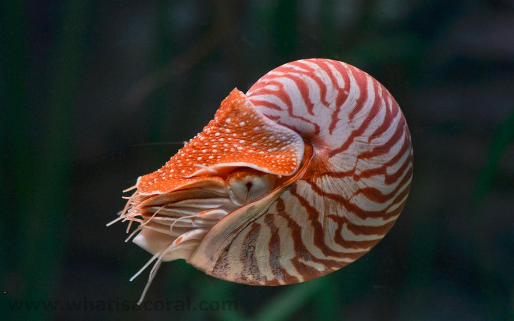 Naulticus Shell Fish The Nautilus Life - Adreno - Ocean Outfitters
