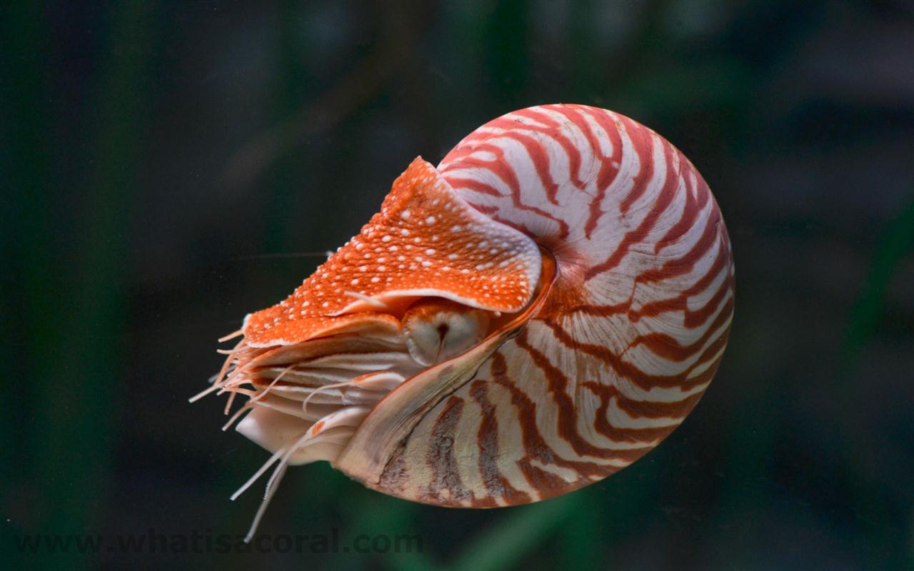 The Nautilus Life