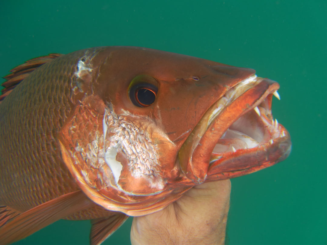 Mangrove Jacks