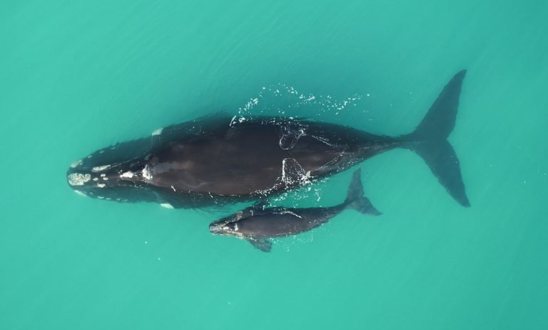 Southern Right Whale Research