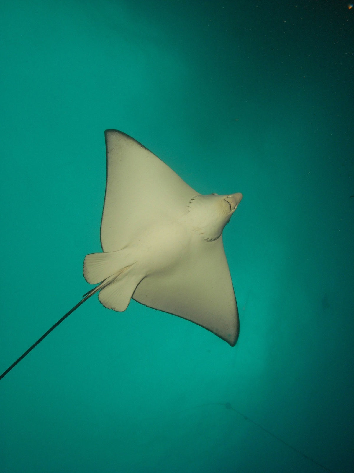 Spotted Eagle Rays
