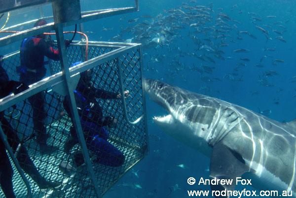 Don't Miss This Opportunity to Dive with the Great Whites in June!
