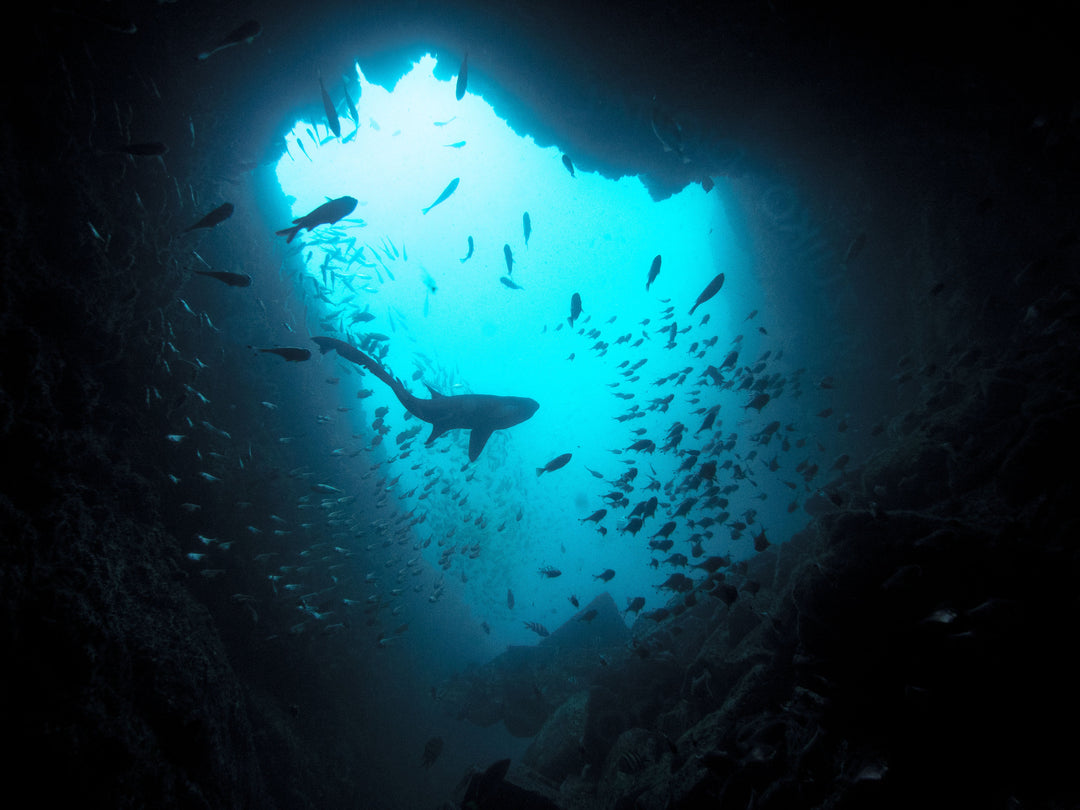 Diving South West Rocks with Adreno Brisbane & Adreno Sydney
