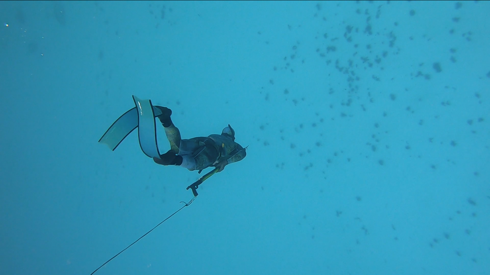Spearfishing Dive