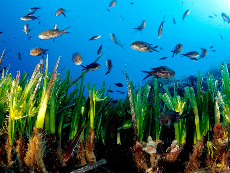Seagrass the oldest living thing on earth