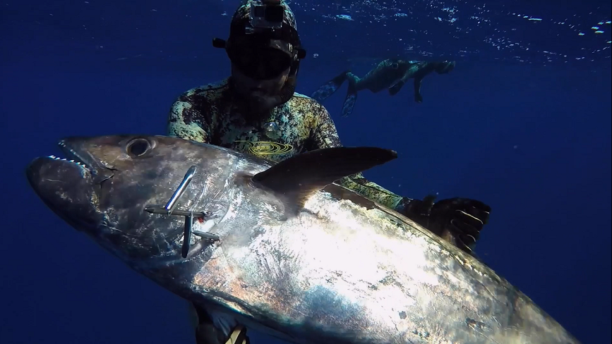spearfishing in sydney