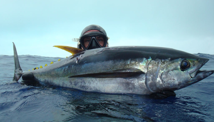 Spearfishing NZ about diver safety