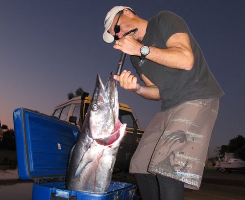 Dr. Whoo "blows" Wahoo Big 5 competition entry