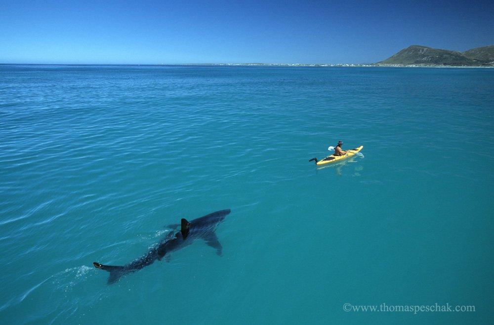 Laws changed for killing Great White Sharks