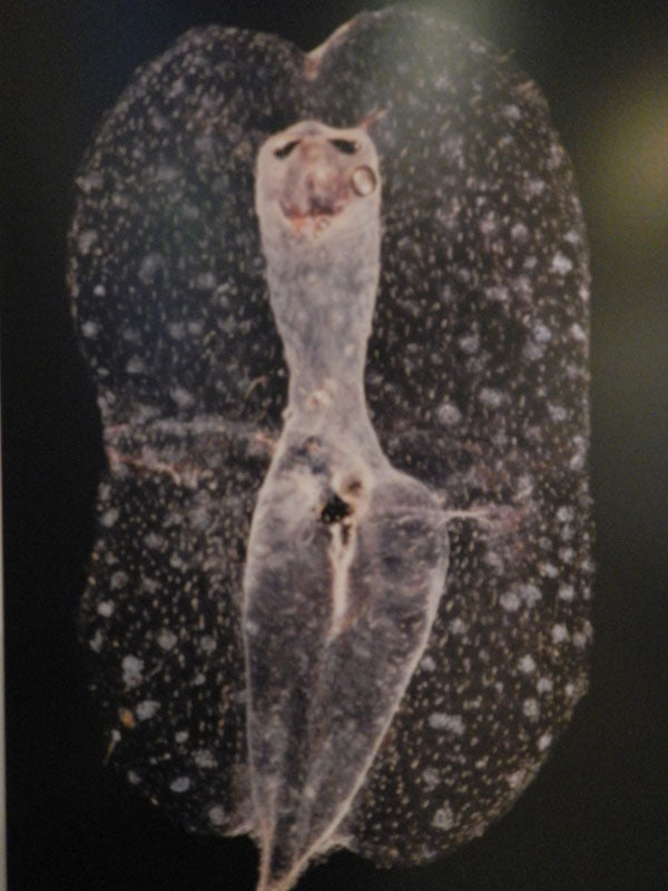Amazing Marine World Press Photos