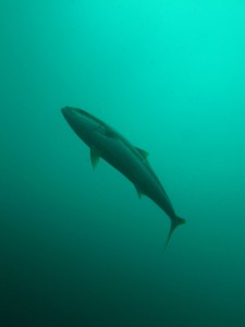 Yellowtail Kingfish