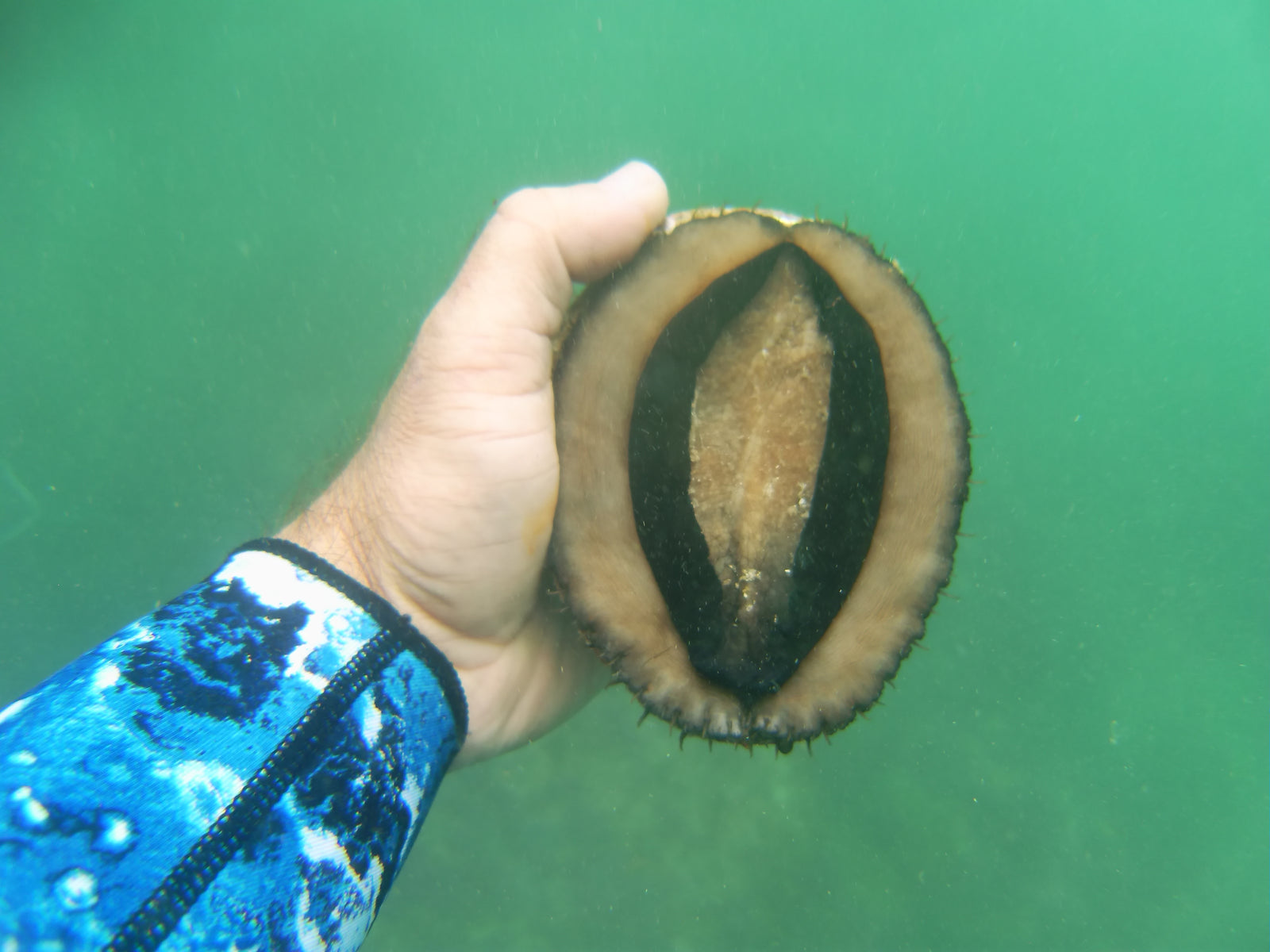 Blacklip abalone Haliotis rubra