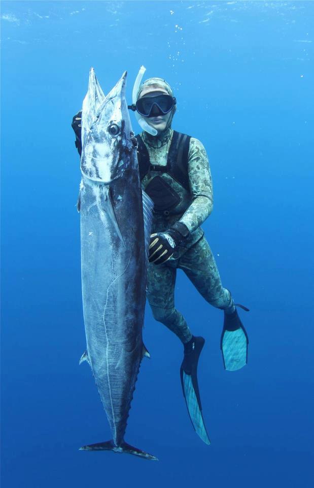 Species ID: Wahoo