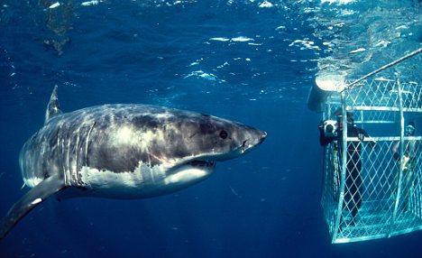 Another Tragic GW Shark Attack Death in WA