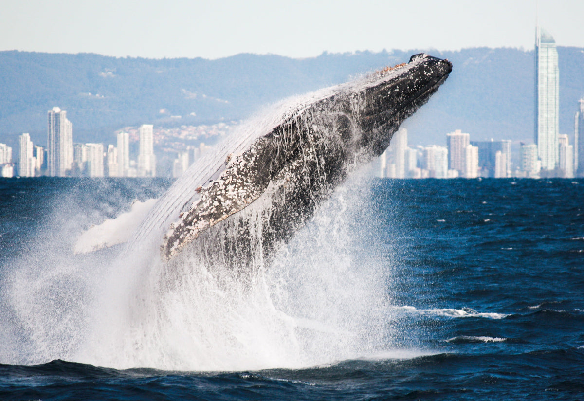 humpback whale