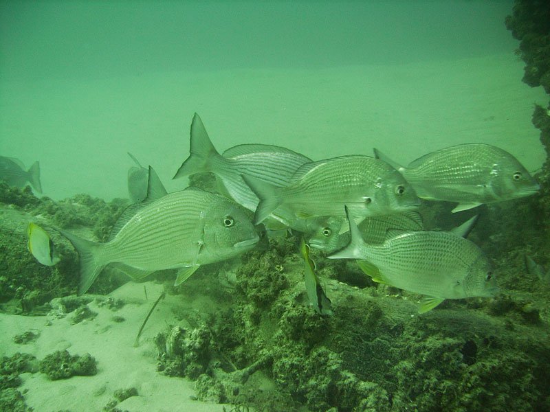 Dirty Bream.