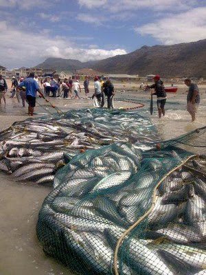 Commercial Fishing vs Spearfishing