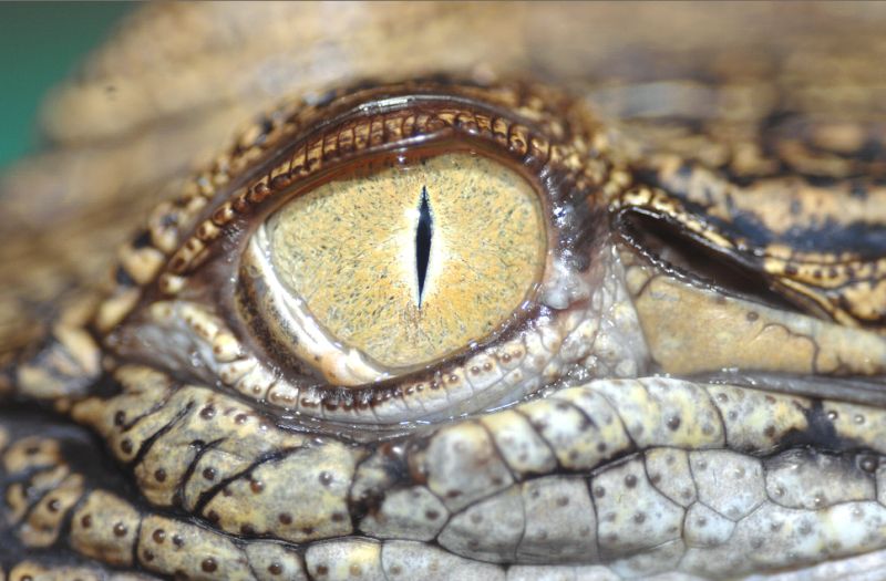 Spearfisher taken by crocodile, police say