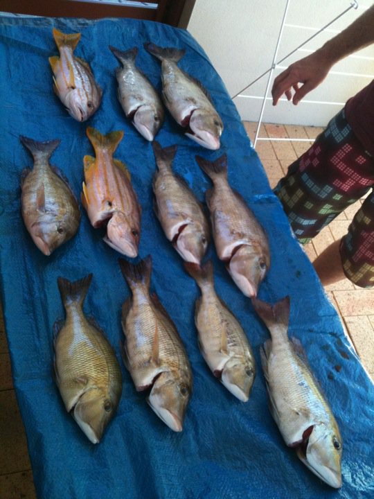 No More Cutting the Fins off Your Fish!