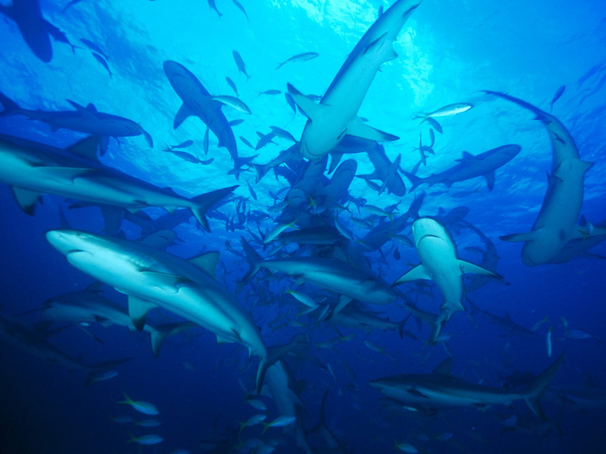 Fish Smell Danger
